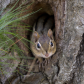 Peek-a-boo