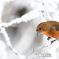 Red Crossbill