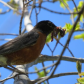 Mama Bird