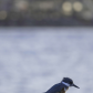 Kingfisher at White Rock