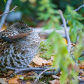 The Fluffed Ruff