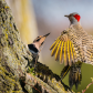 Northern Flickers mating dance