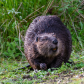 Smiling Beaver