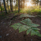 Algonquin Park Forest