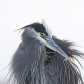 Portrait of a Great Blue Heron
