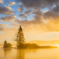 Algonquin Park - Tree Sunrise