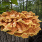 Chicken of the Woods