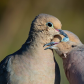  Mourning Doves