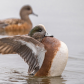 An American Wigeon