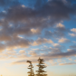 Tree Island Sunrise