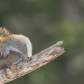Squirrel Pose