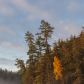 Tree Shore in Algonquin