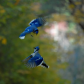 Dance of the little Blue Jays