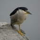 One-Legged Black-Capped Night Heron