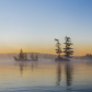 Three trees - Algonquin Park