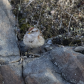Tree Sparrow on a Rock