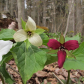 Trillium's