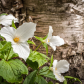 Trillium Alongside Birch
