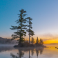 Algonquin Park - Tree Island