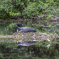 Loon Pair