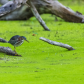 Least Bittern in hunting mode
