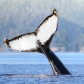 The Leviathan's Tail