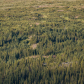 Jasper Trees