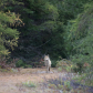 The White Wolf