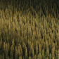 Trees of Jasper