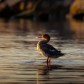 Morning Groom, Merganser