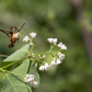 Cool Bug!