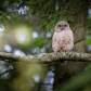 Branching Great Horned Owl