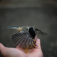 Hungry Chickadee