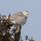 snowy owl