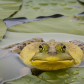 Bullfrog