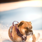 Dog in action