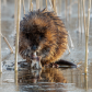 Muskrat with Ice whiskers