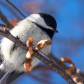 Chickadee Overhead