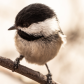 Curious Chickadee