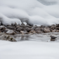 American Dipper