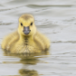 Little Gosling