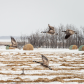 Canada Geese
