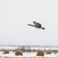 Canada goose