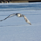 Snowy owl