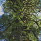 Rainforest Ecosystem