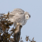 Snowy Owl