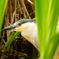 Crowned Night Heron