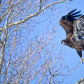 Taking Flight