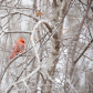 The Cardinal
