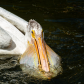 Pelican Beak